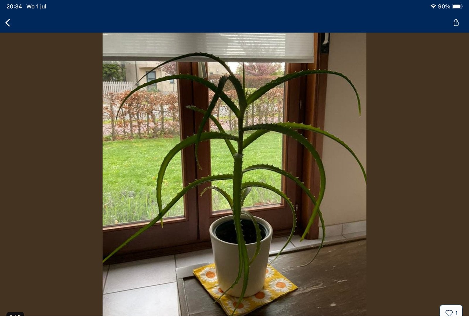 Eetbare Aloë Vera plant, Ophalen