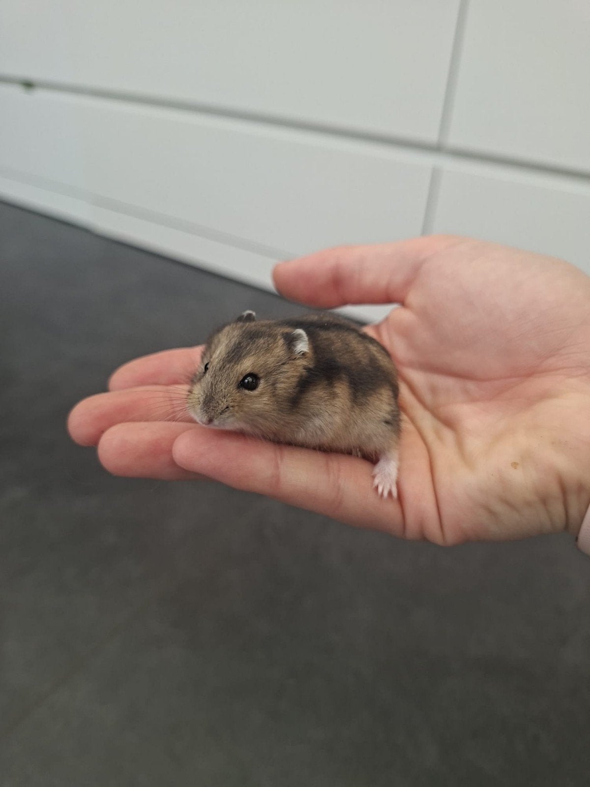 Jonge Russische Dwerghamster, Hamster, Août, Mâle, Domestique
