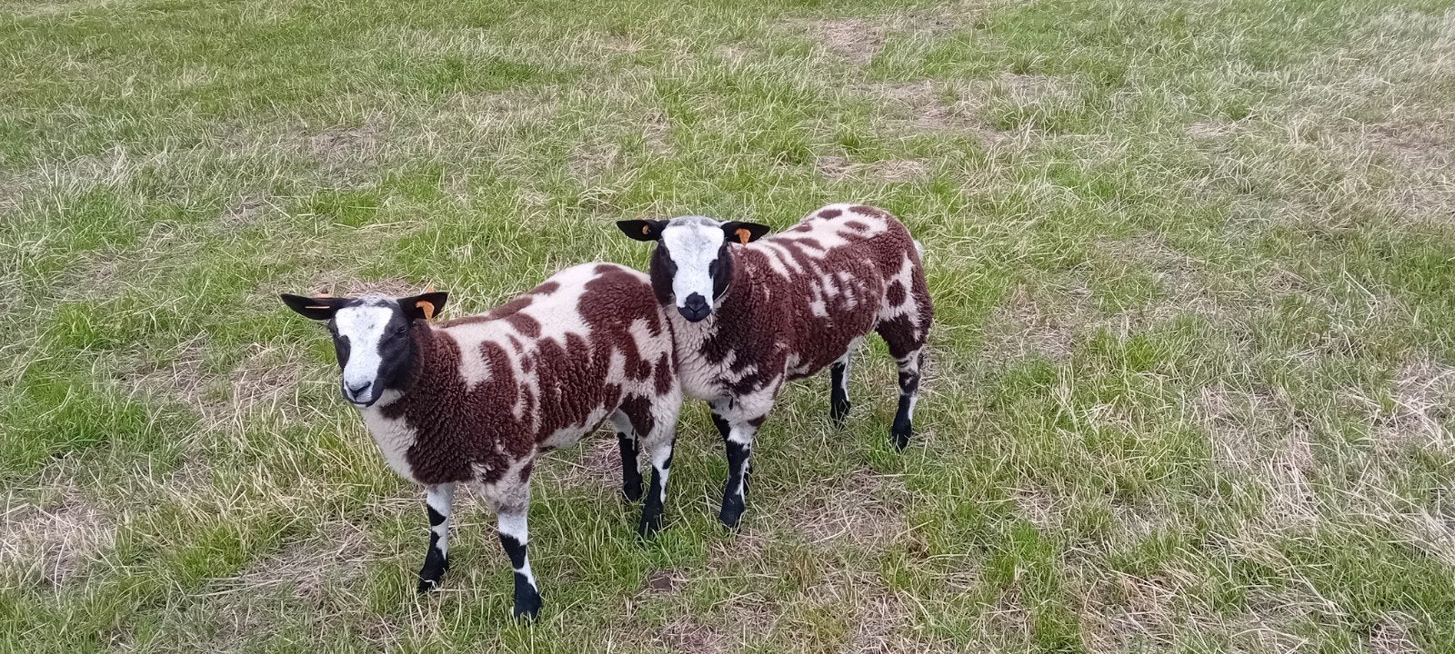Bonte rammen, Dieren en Toebehoren