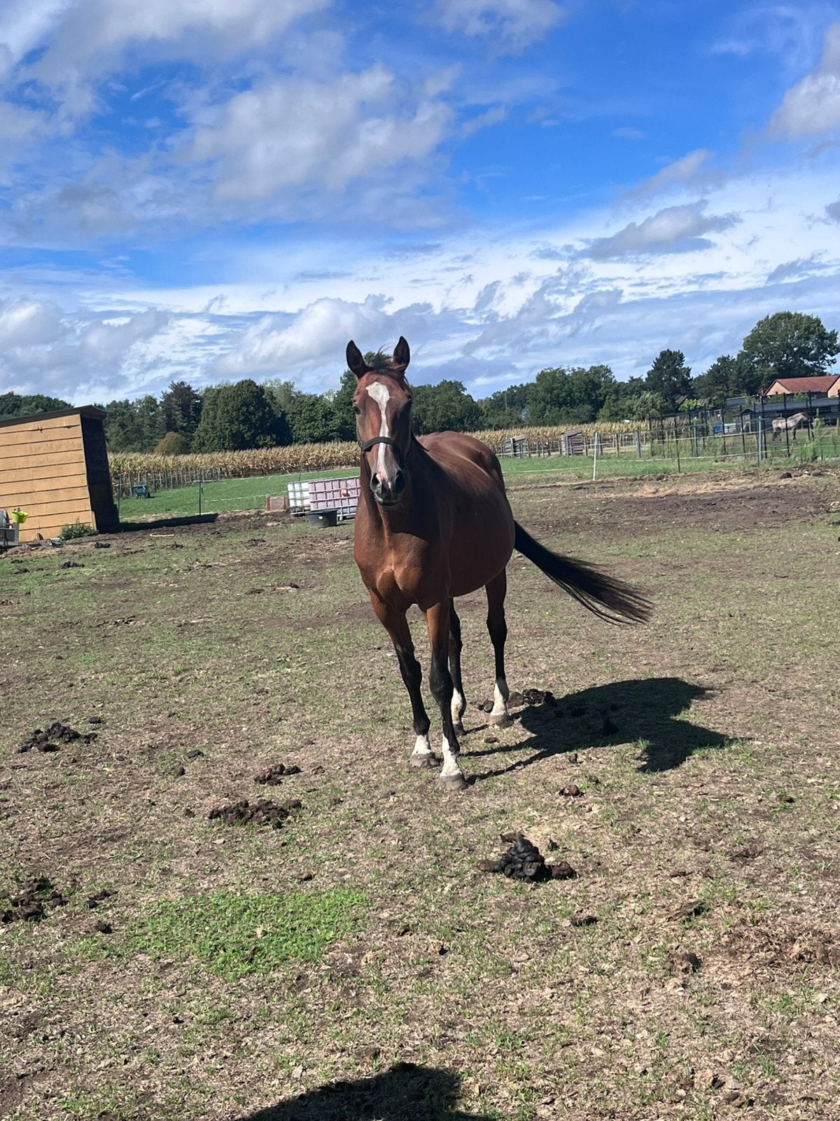 Drachtige merrie, Dieren en Toebehoren, Merrie, Z