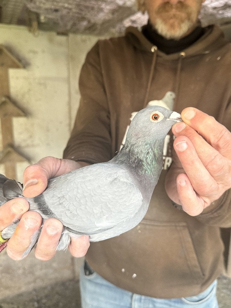 Bewezen kweekduiven, Femelle, Pigeon voyageur