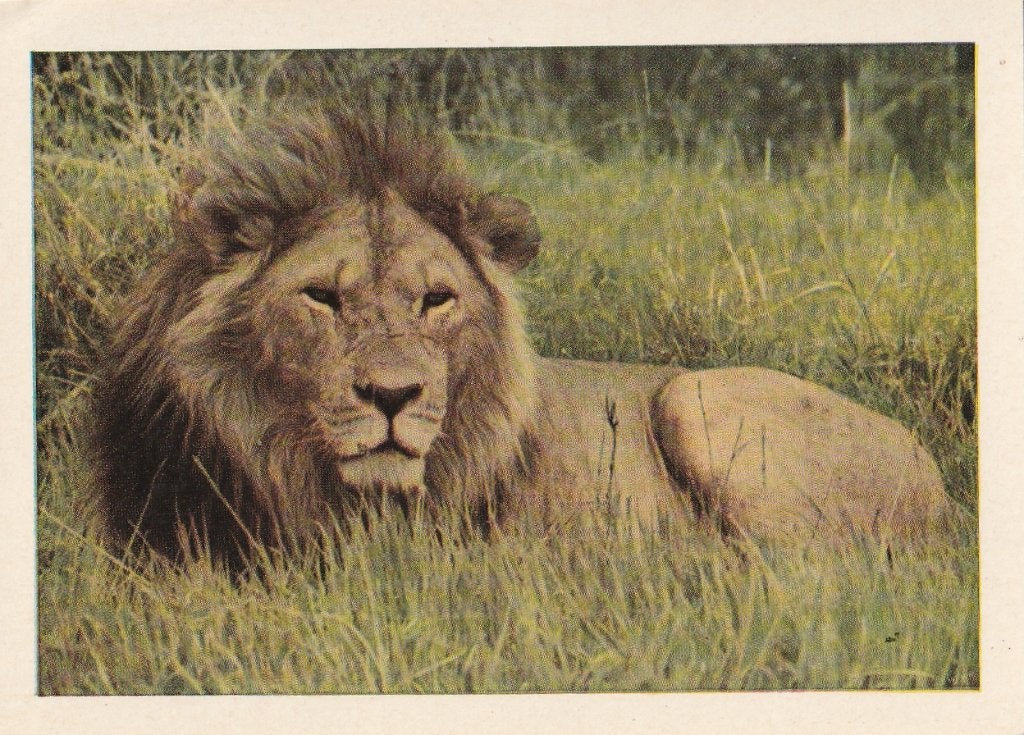 CHROMO  RUSTENDE  LEEUW, Enlèvement ou Envoi, Comme neuf, Animal, Gravure