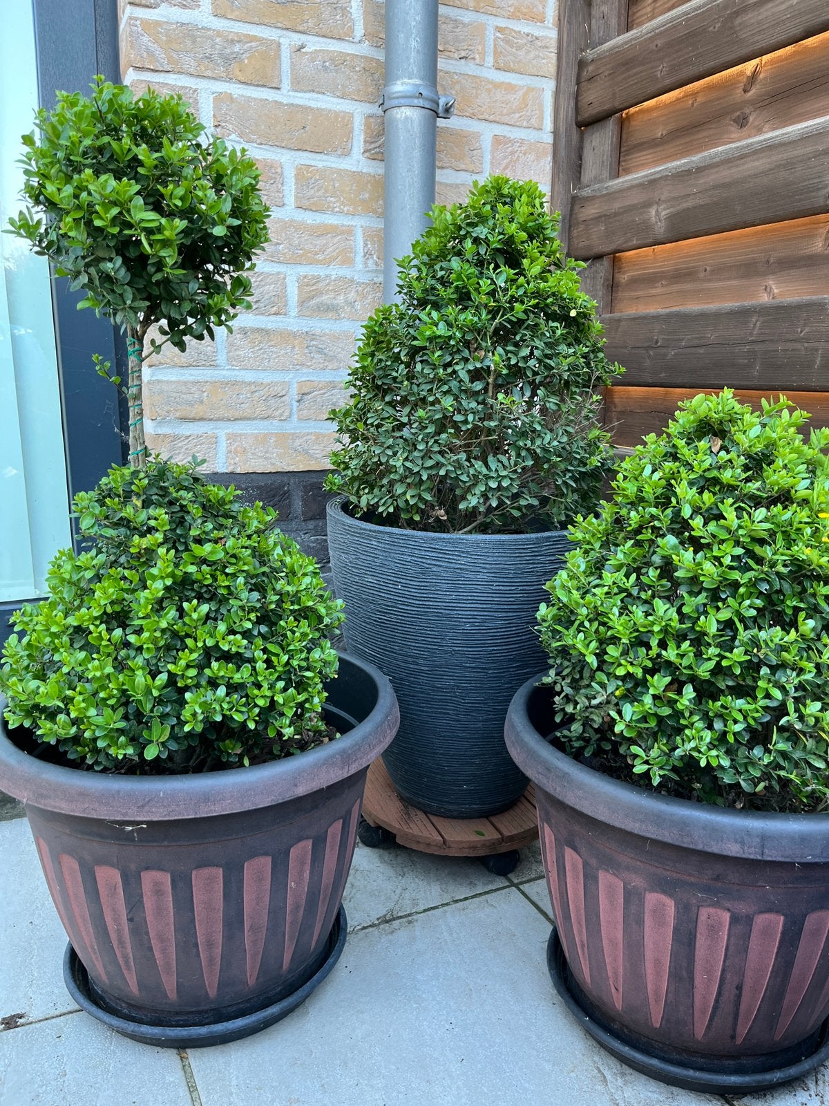 Trio buitenpotten Japanse hulst, Ophalen, Hulst
