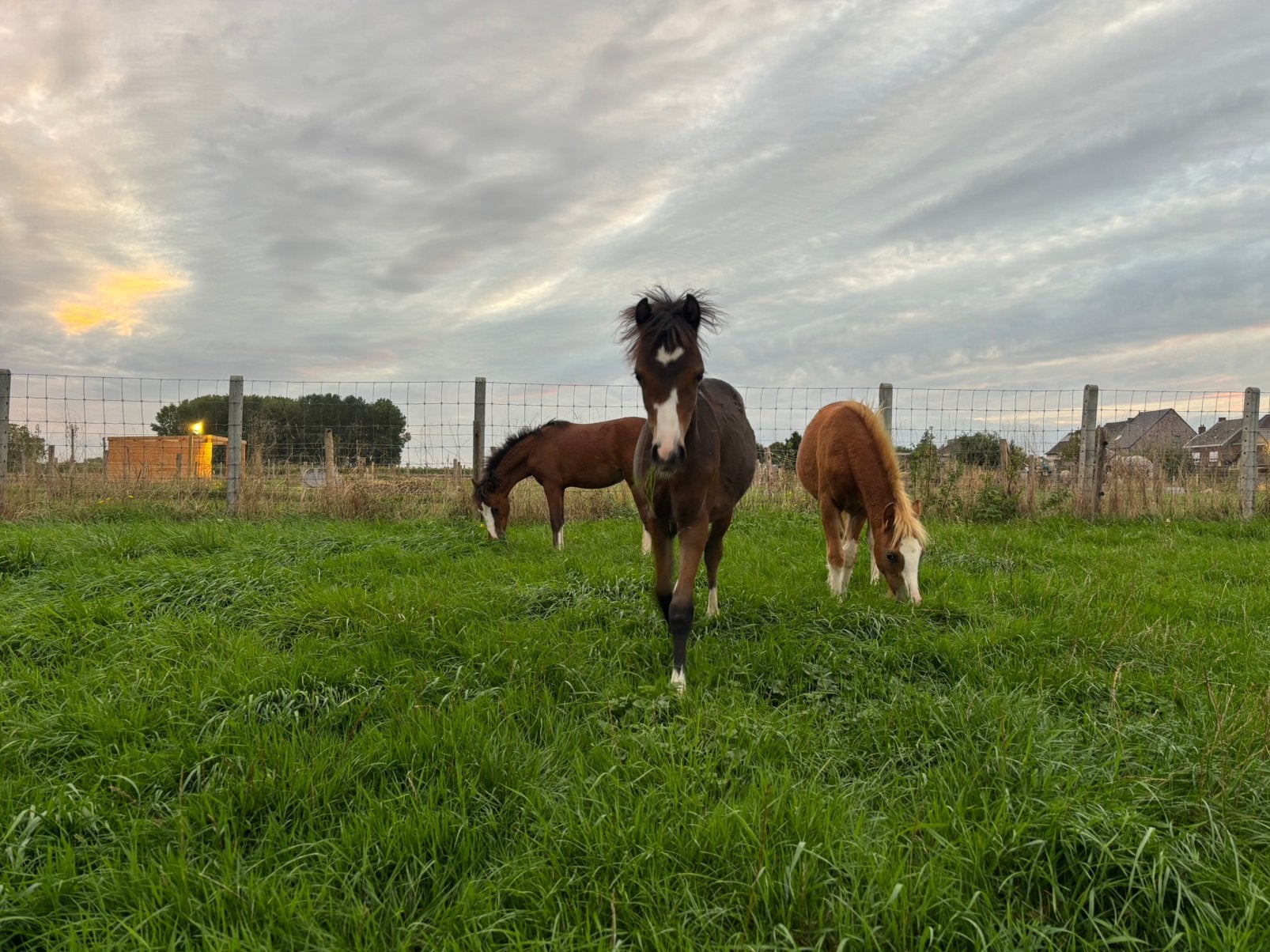 Welsh A merrieveulens / Jaarling hengst