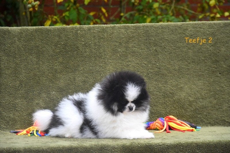 Prachtige Pomeriaan pupjes, Animaux & Accessoires, Loulou, Maladie de Carré (chiens), Plusieurs, Belgique