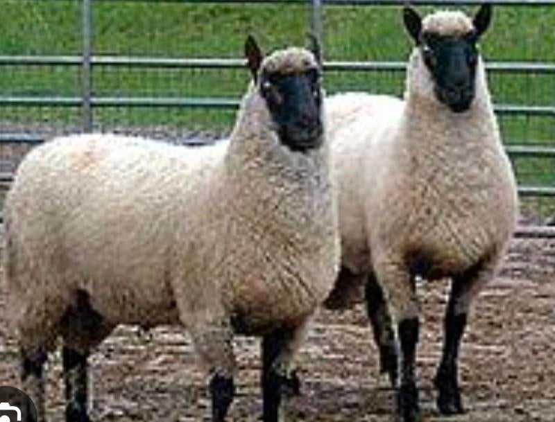 Wol Clun Forest schaap (brei/isolatie/...), Hobby & Loisirs créatifs, Enlèvement