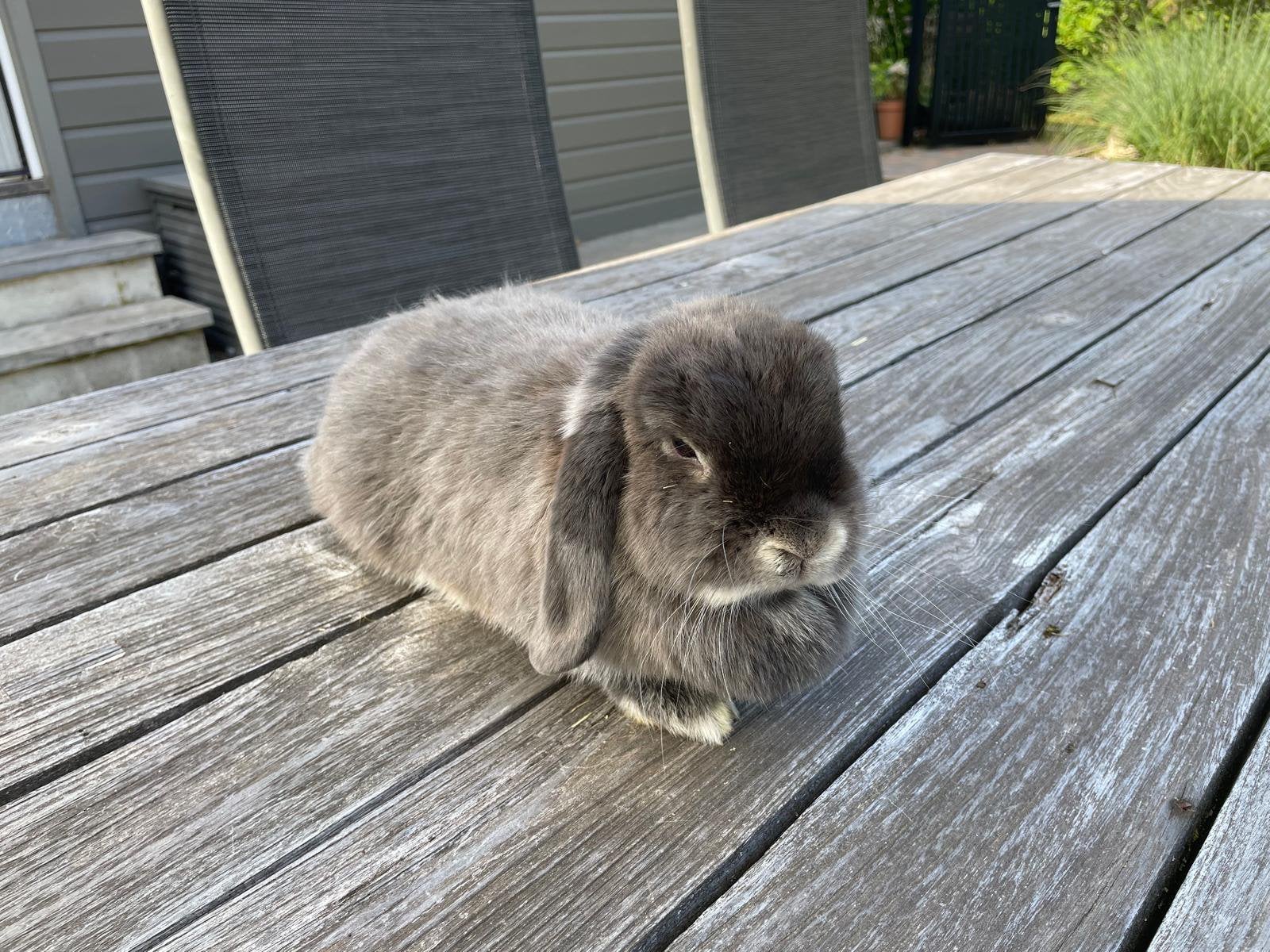 2 minilop voedsters, Dieren en Toebehoren, Konijnen