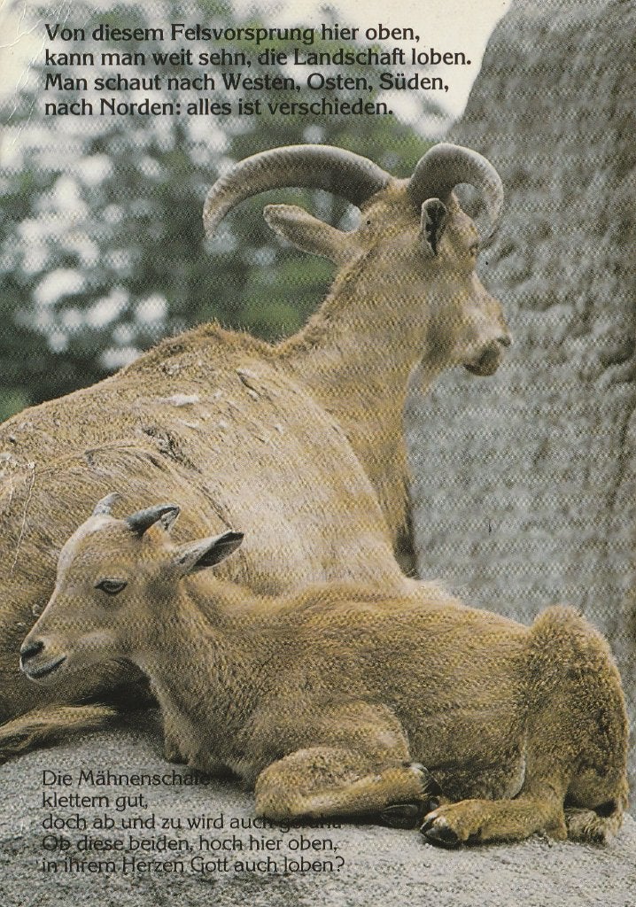 MANENSCHAPEN, Verzamelen, Postkaarten | Dieren, Ophalen of Verzenden, 1980 tot heden, Gelopen, Wild dier
