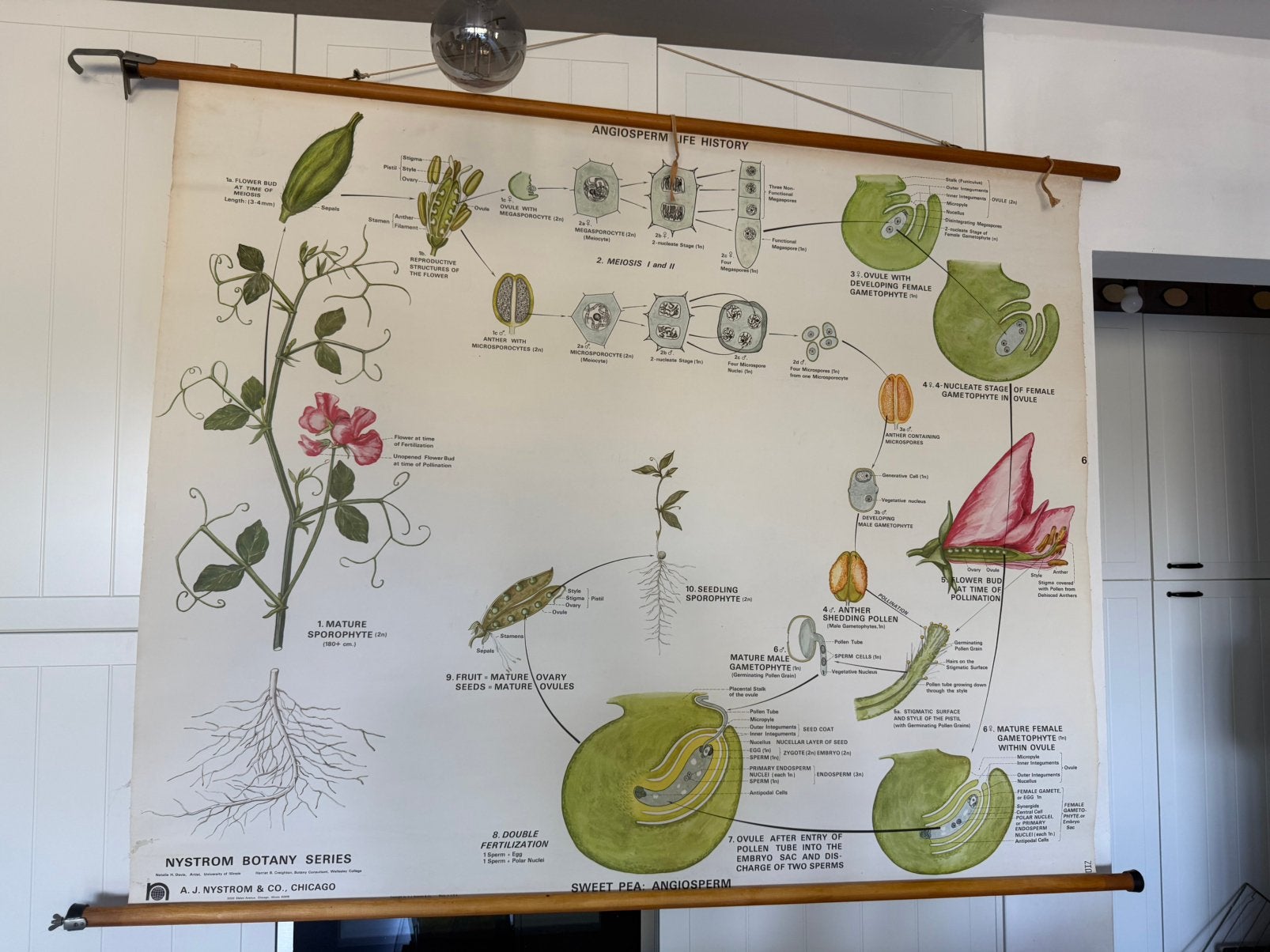 Grote vintage botanische schoolplaat Nystrom – erwt/botanica, Ophalen, Natuur en Biologie