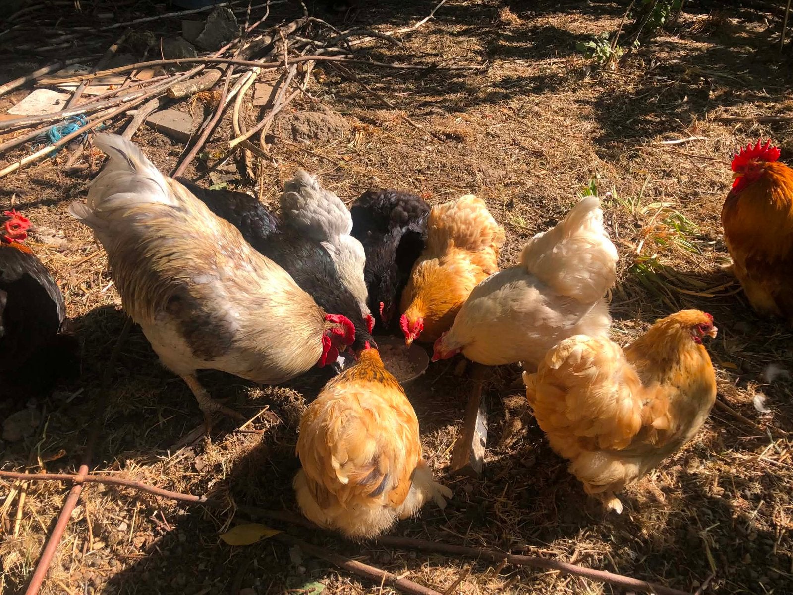 Kriel kippen, Plusieurs animaux, Poule ou poulet