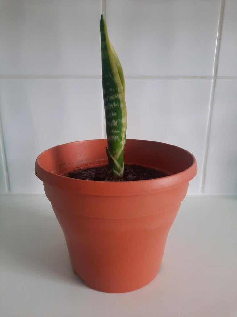 Sanseveria, Ophalen