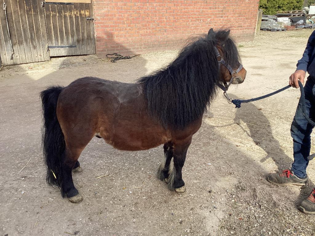 Shetlandpony te koop, Ophalen