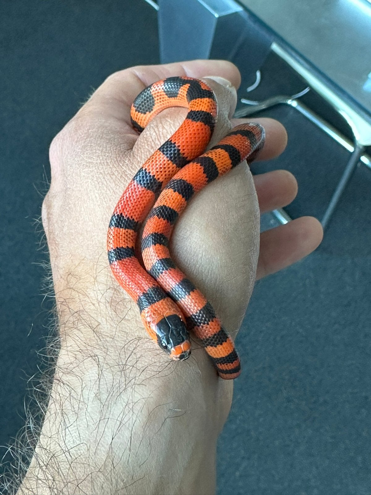 Lampropeltis triangulum hondurensis oranje, Dieren en Toebehoren, Reptielen en Amfibieën, Slang, Met terrarium, 0 tot 2 jaar