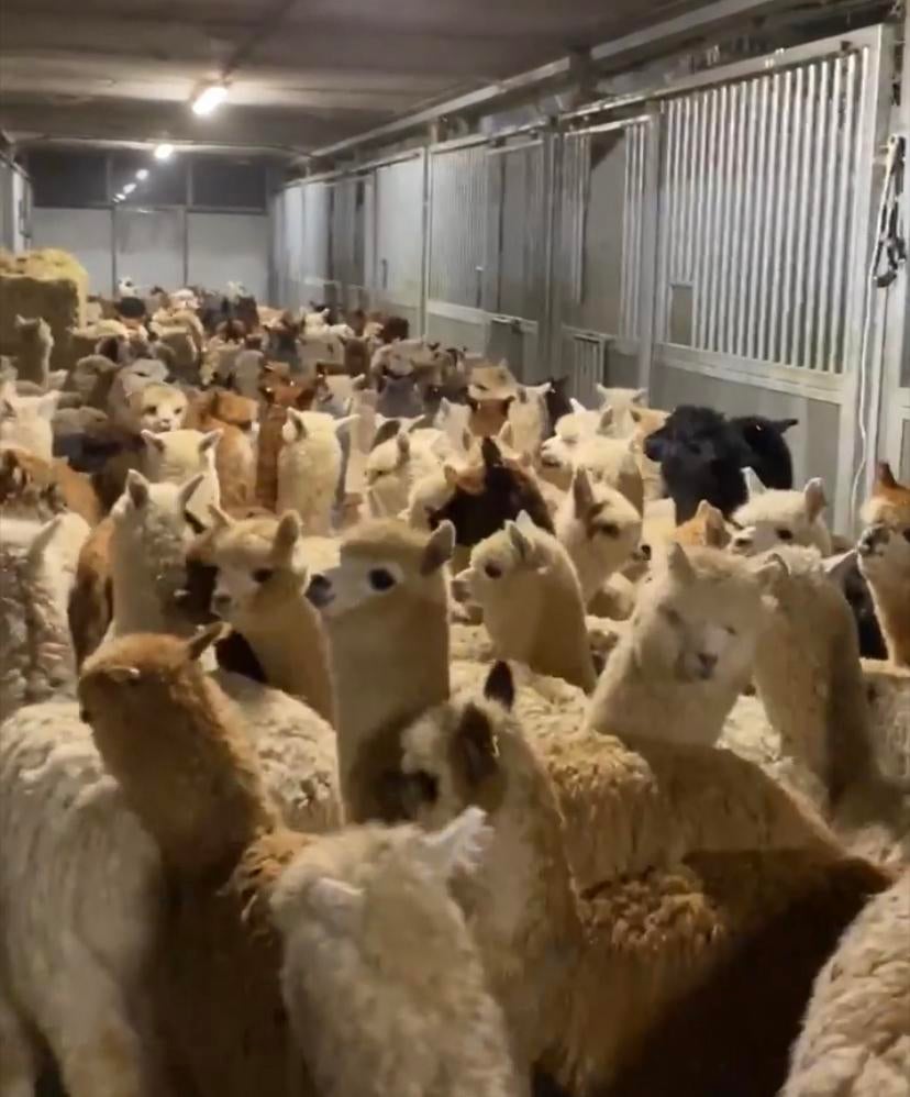 Gevraagd alpaca s 2025 hengsten en merrie s, Mai, Plusieurs animaux