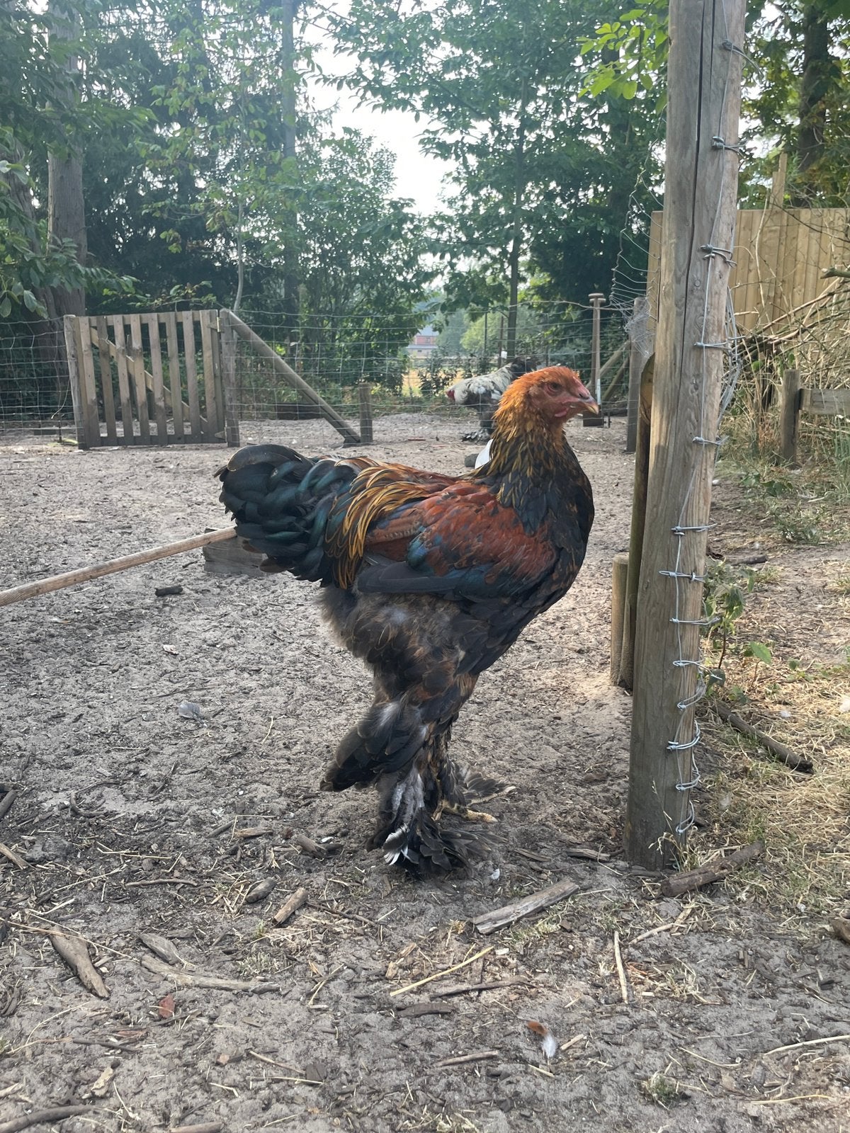 Brahma goud meerzomigpatrijs, Dieren en Toebehoren, Mannelijk, Kip