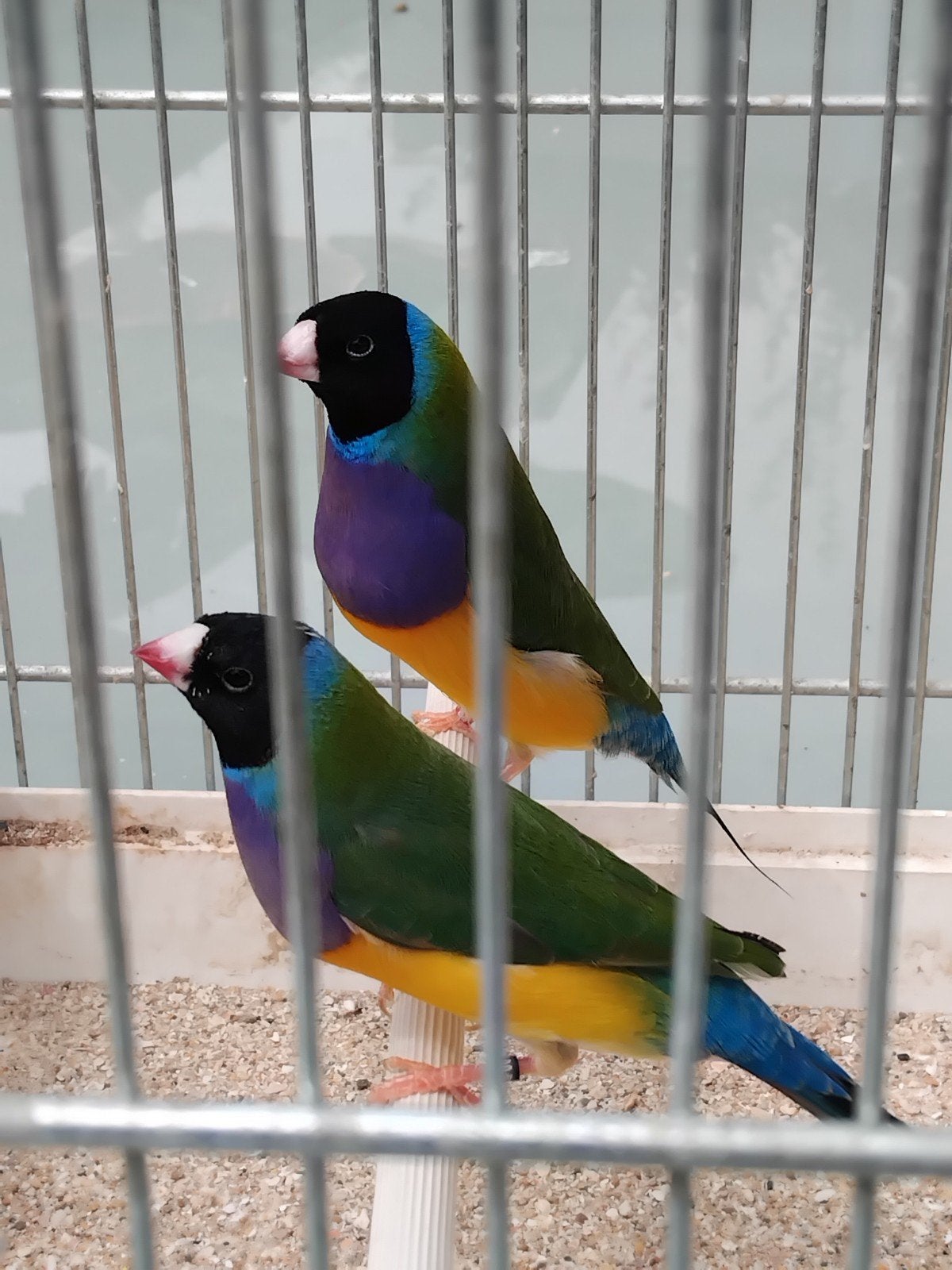 zwkop goulds , 2 koppel, Dieren en Toebehoren, Meerdere dieren, Tropenvogel, Geringd