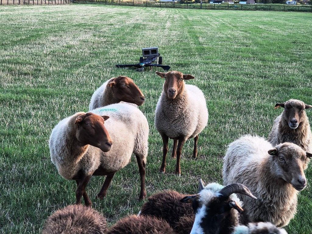 3 Ardeense Voskop ooien, Dieren en Toebehoren, Vrouwelijk, Schaap, 3 tot 5 jaar