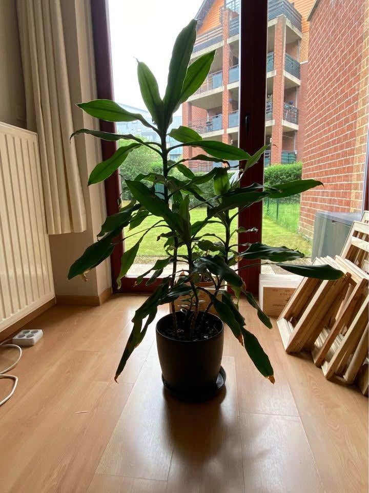 Plante d'intérieur 110 cm, Enlèvement
