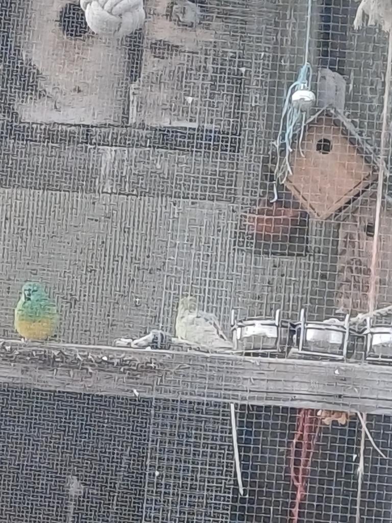1 mannelijke roodrug parkiet, Dieren en Toebehoren, Vogels | Parkieten en Papegaaien, Parkiet