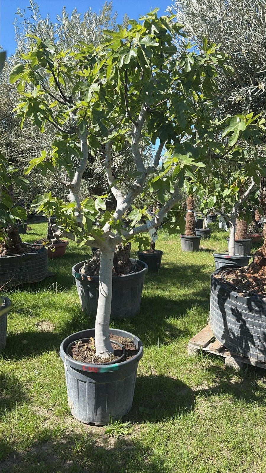 ‼️prachtige vijgenbomen aan promoprijzen ‼️, Ophalen