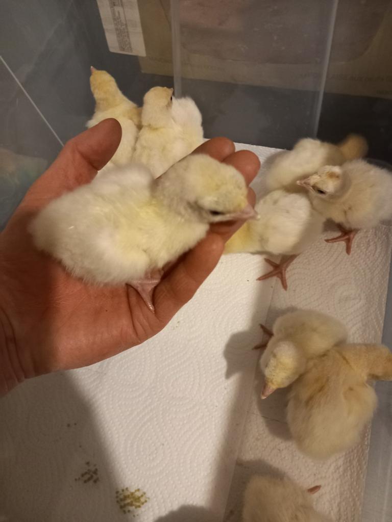 Ronquiere kalkoen kuikens, Dieren en Toebehoren, Kalkoen