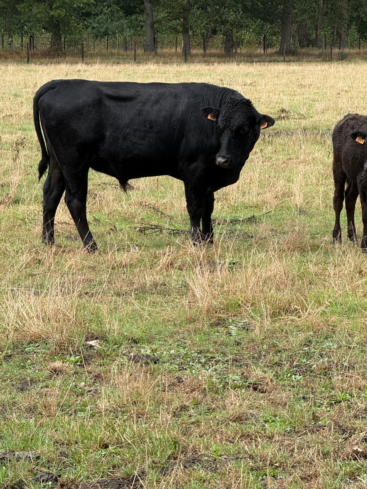 Zuivere wagyu, Dieren en Toebehoren, Runderen