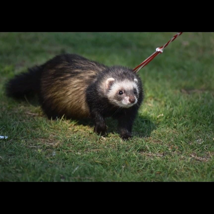 Dit knappe koppel verwacht binnenkort kindjes, Dieren en Toebehoren, Maart, Fret, Meerdere dieren, Tam