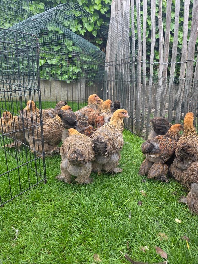 Brahma groothoender kuikens, Dieren en Toebehoren