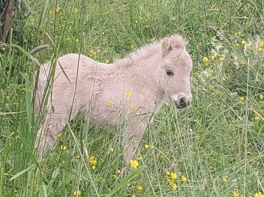 Prachtig shetland veulen met stamboek, Animaux & Accessoires, Poneys, Poney de récréation, Plusieurs animaux, Avec pedigree, Ne s'applique pas