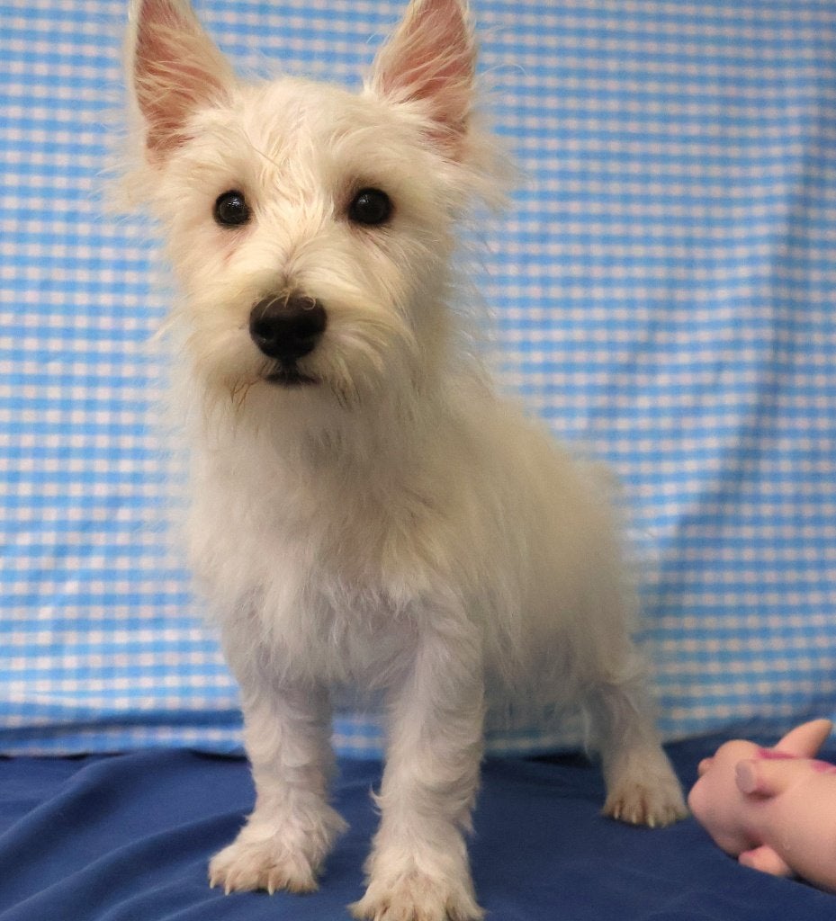 Super leuke Westie pups!, 15 semaines à 1 an, Chien (mâle), Autres races, Éleveur | Professionnel