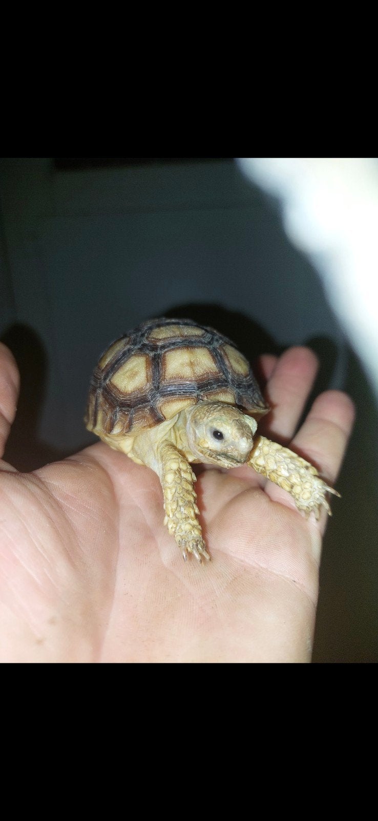 tortue sulcata, Animaux & Accessoires, Tortue
