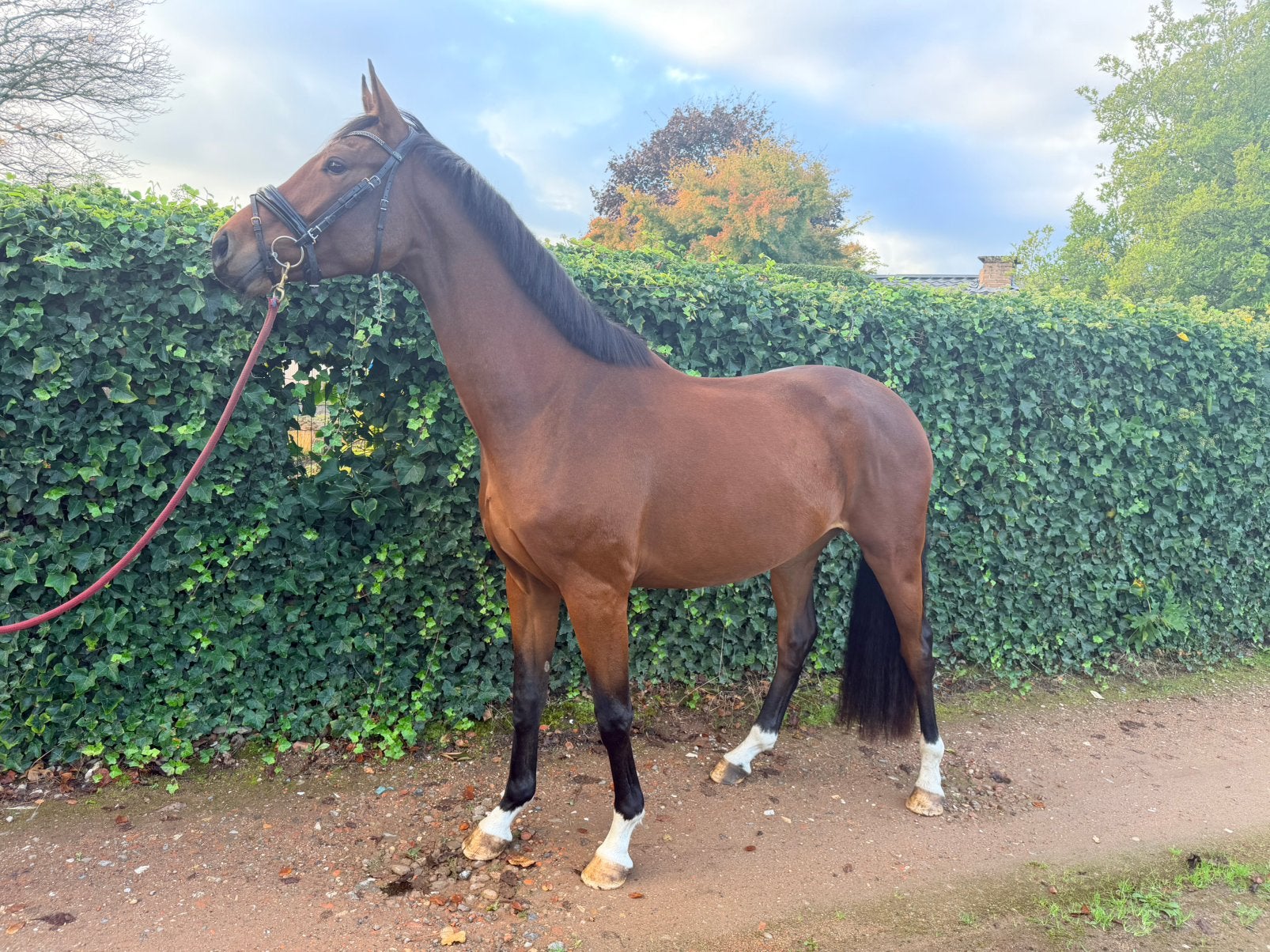 Veelbelovend 3- jarig dressuurpaard RX volledig goedgekeurd, Dieren en Toebehoren, Ruin, Dressuurpaard, 3 tot 6 jaar, 160 tot 165 cm