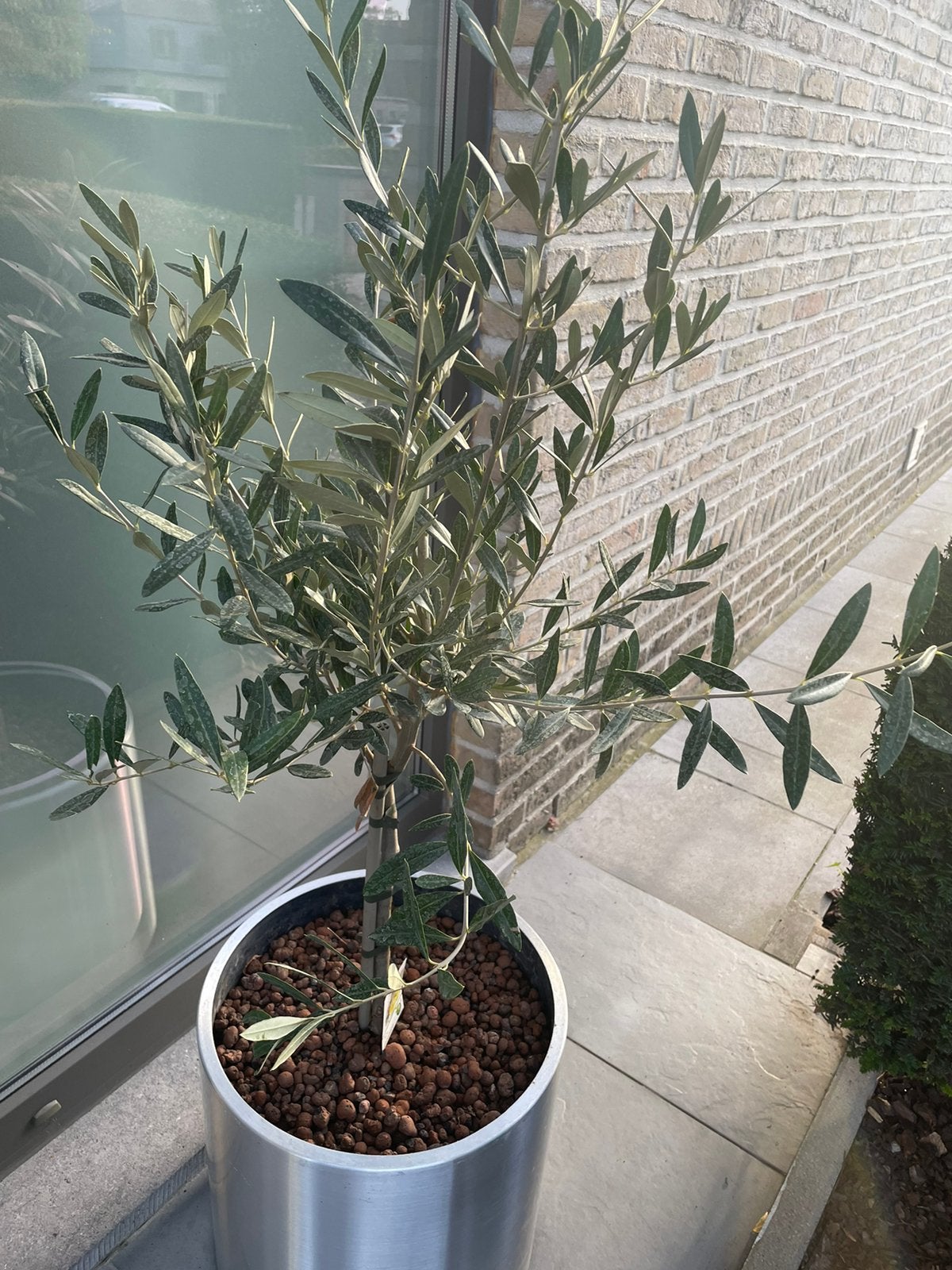 Olijfboom met pot, Tuin en Terras, Ophalen, Olijfboom