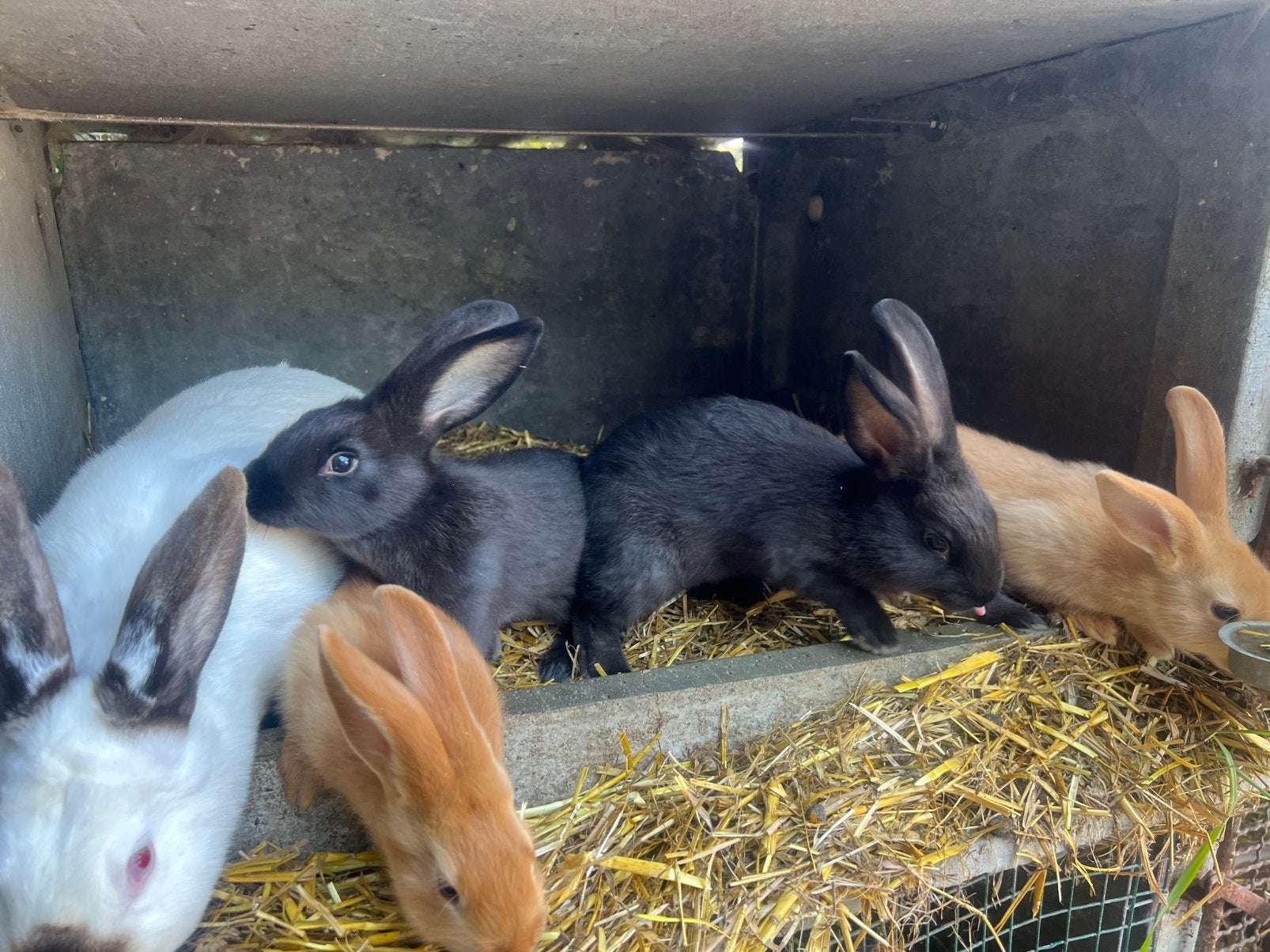 Jonge vlees konijnen, Dieren en Toebehoren, Konijnen
