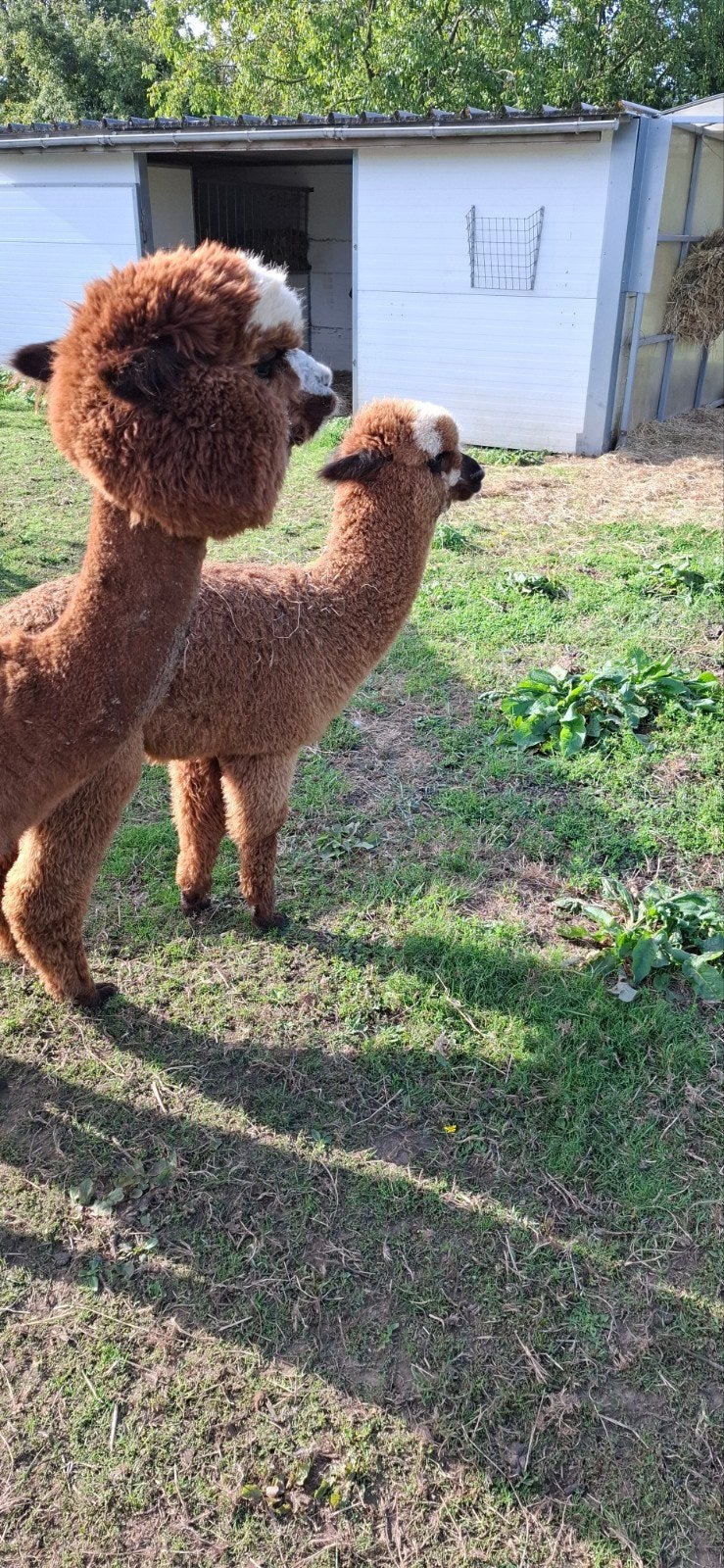 Mooi alpaca veulen hengstje, Mai, Mâle