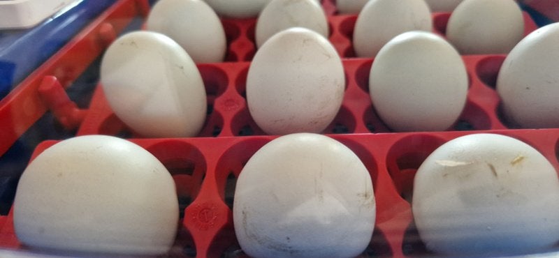 Broedservice kwartel en kippen, Dieren en Toebehoren, Pluimvee