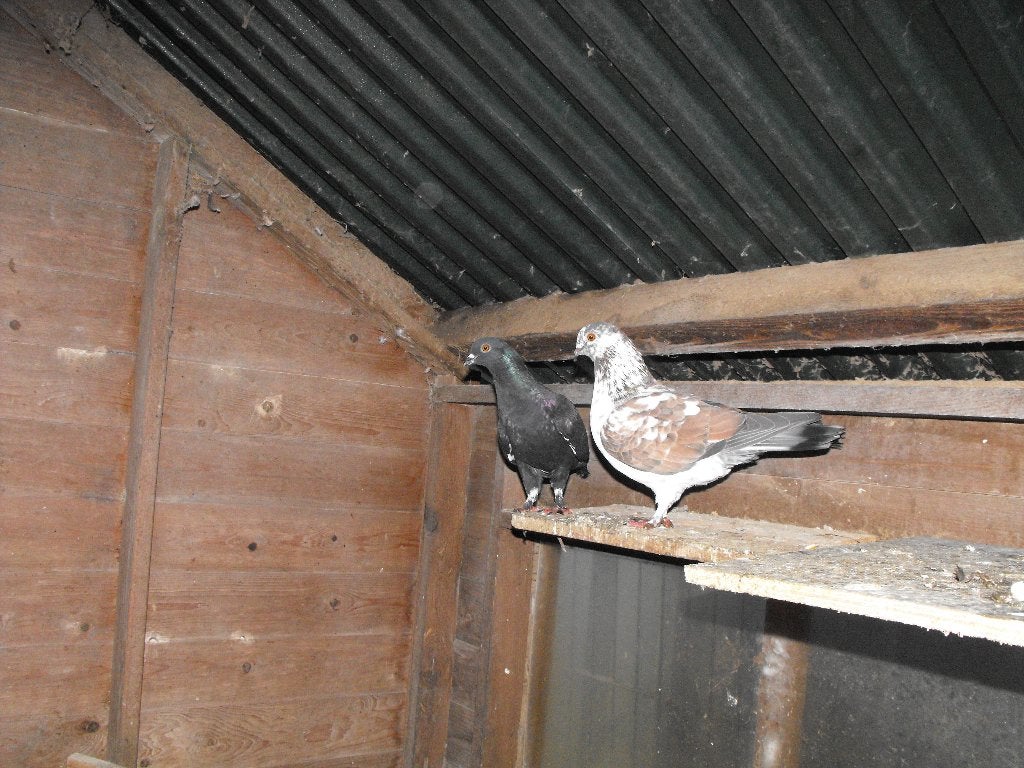 5 pigeons, Animaux & Accessoires, Plusieurs animaux, Autres espèces
