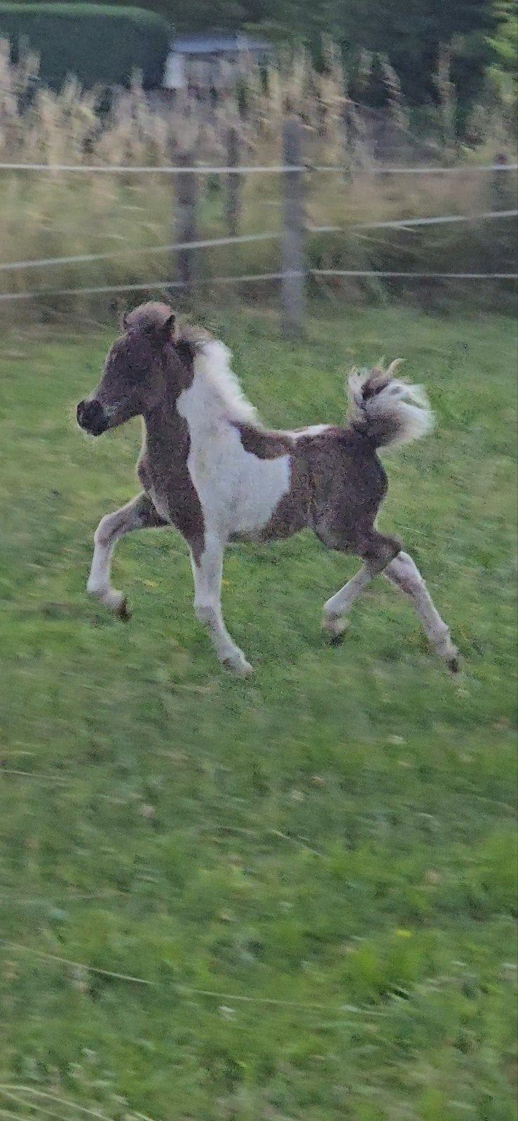 Prachtig Amerikaans miniatuurpaardje hengstje, Dieren en Toebehoren