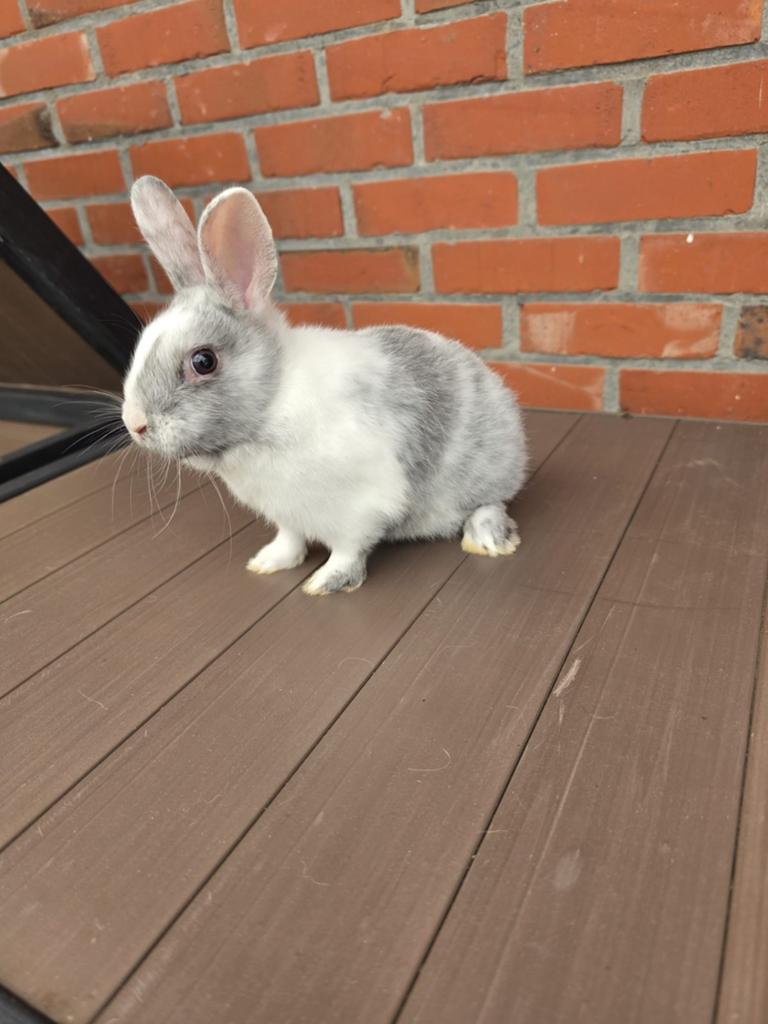 Lapin nain, Animaux & Accessoires, Mâle