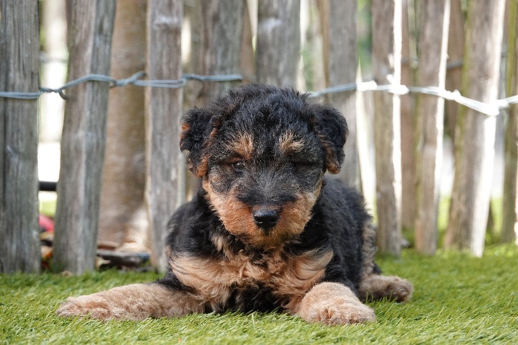 Prachtige Welsh Terriër pups, met stamboom, Dieren en Toebehoren, België, Overige rassen, CDV (hondenziekte), 8 tot 15 weken