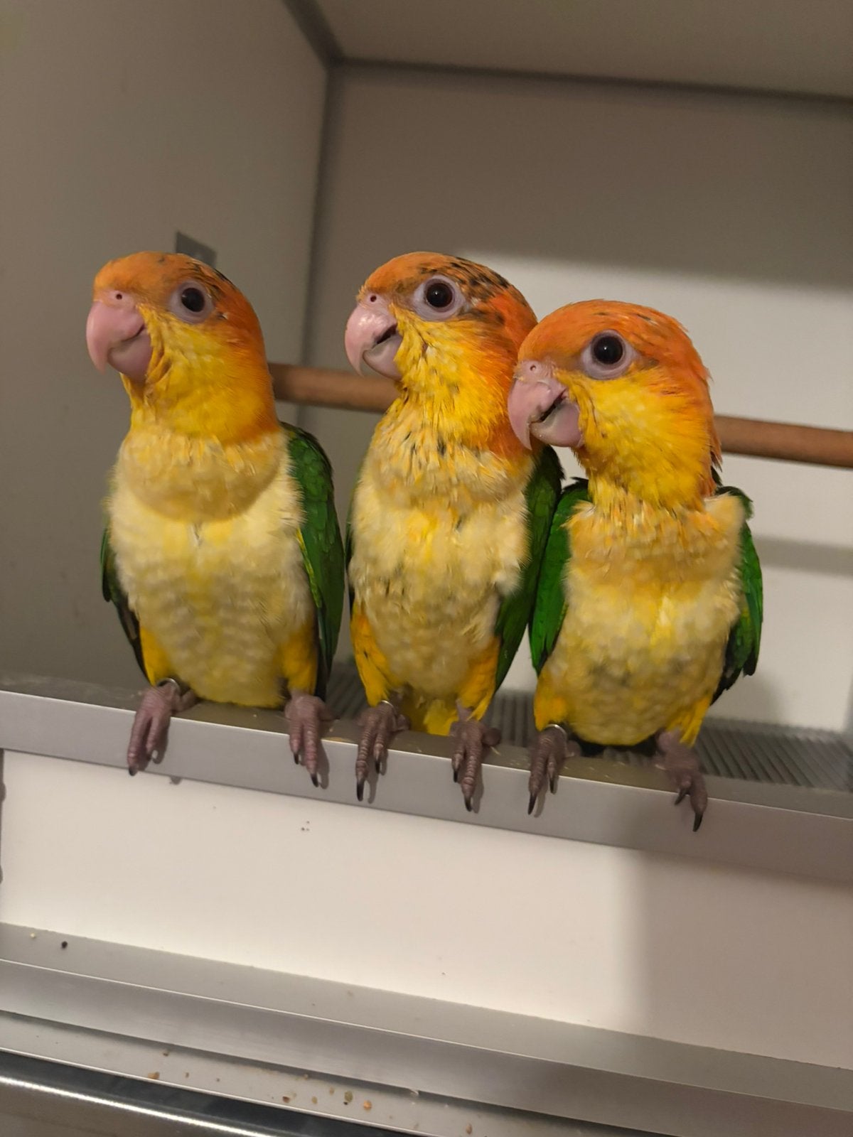 Supertam jonge roestkop caique’s 2026, Perroquet, Domestique
