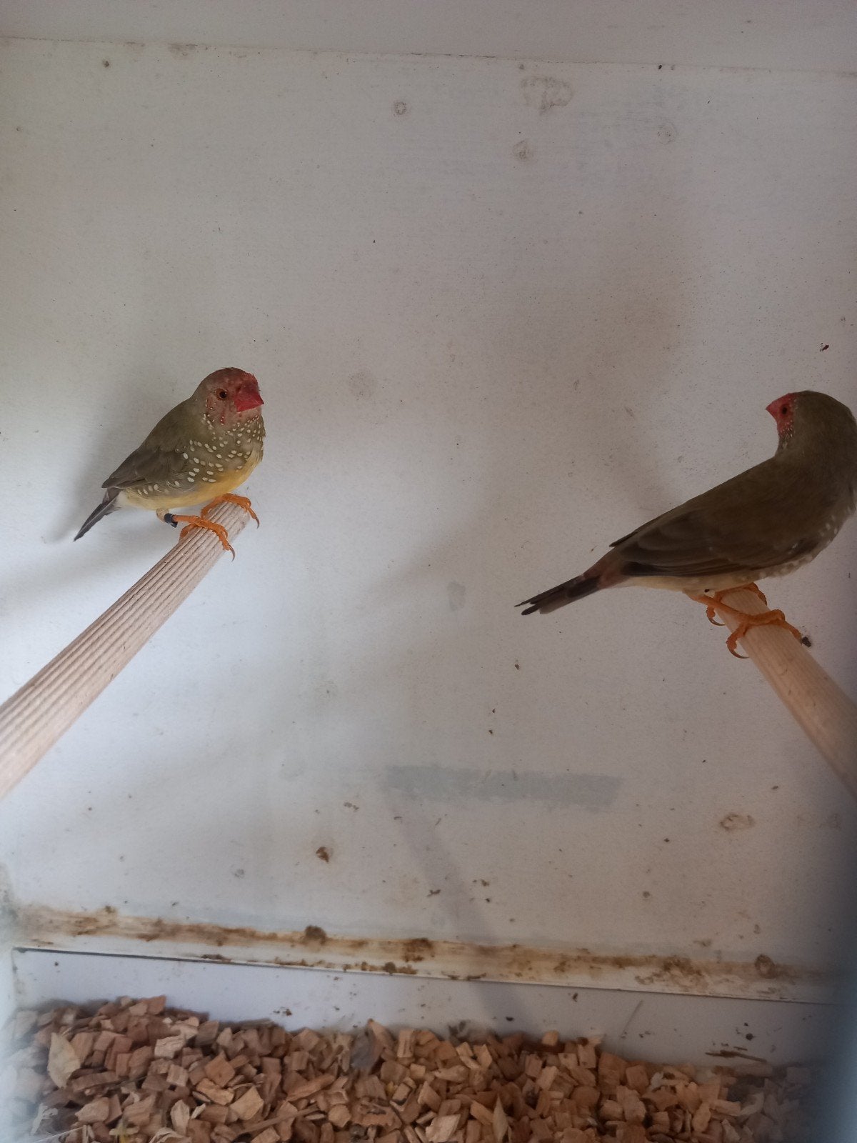 2 binsenastrilde mannen van 2026, Dieren en Toebehoren, Meerdere dieren, Tropenvogel