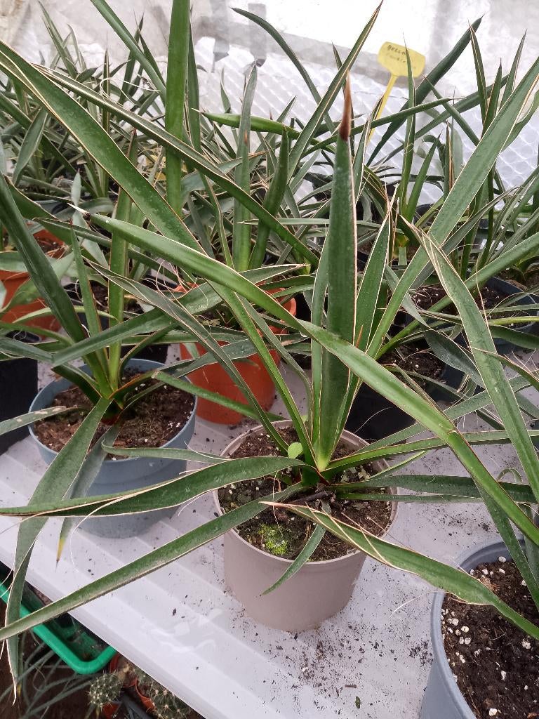 yucca carnerosana, Tuin en Terras, Planten | Tuinplanten, Ophalen, Winter