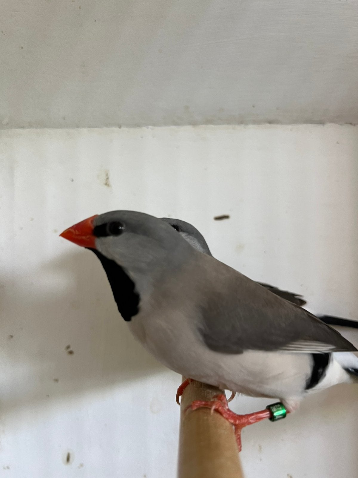 2 spitsstaartamadines, Dieren en Toebehoren