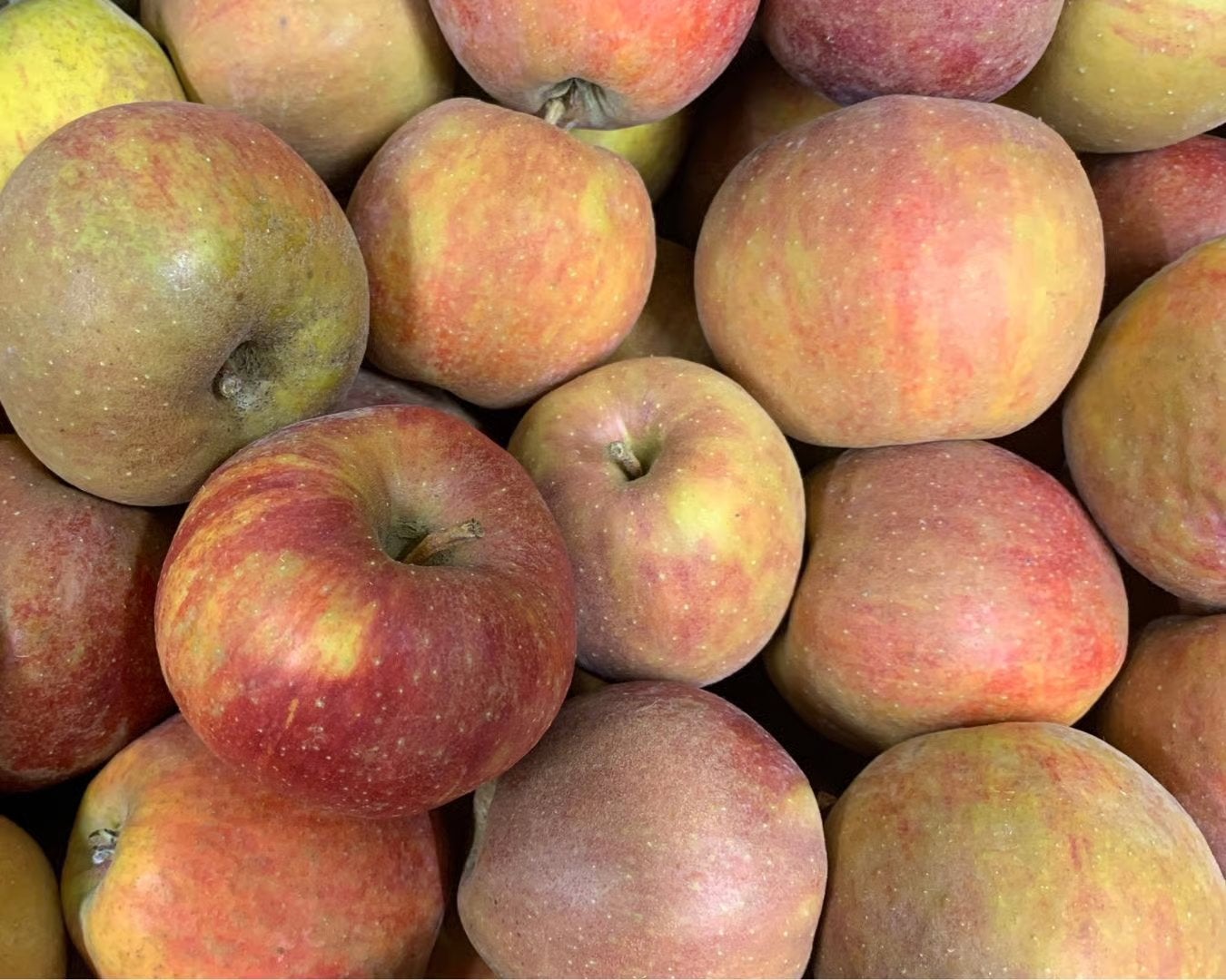 Bio boskoop appels te koop, Diversen, Levensmiddelen, Ophalen