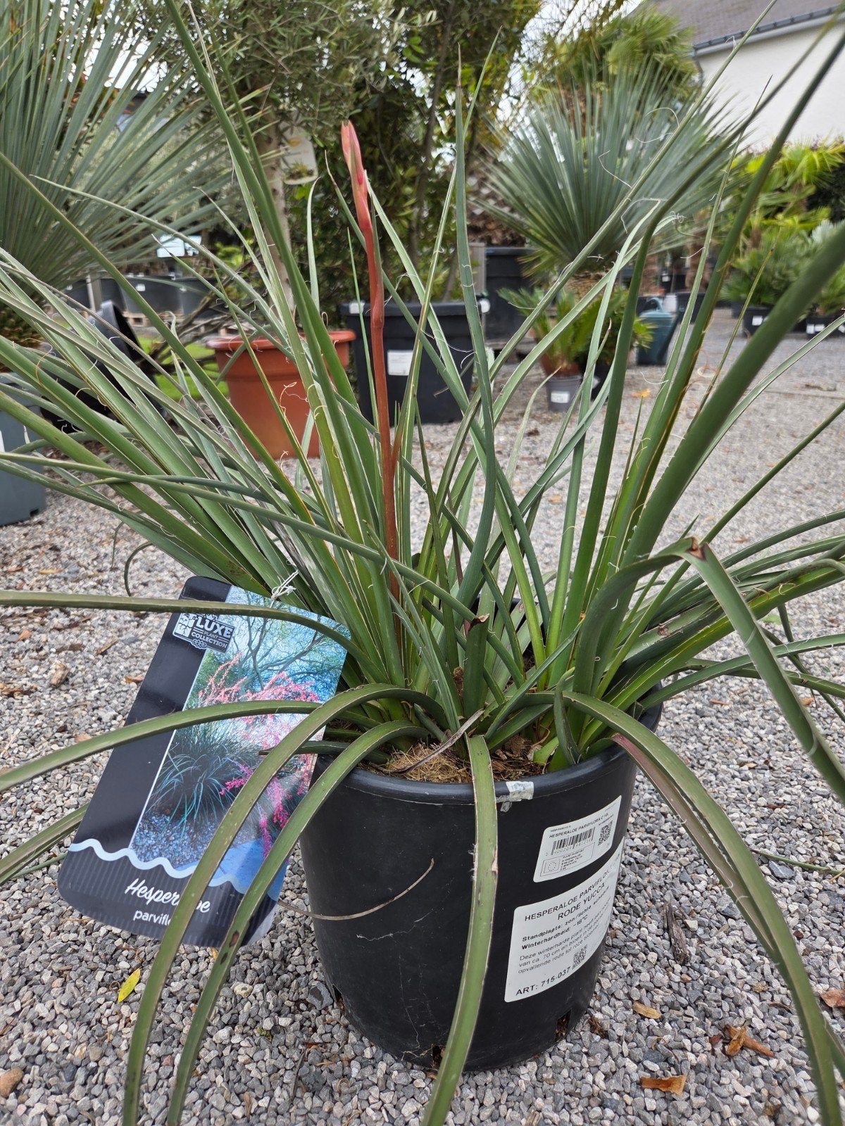 Rode Yucca - Hesperaloe Parviflora, Ophalen