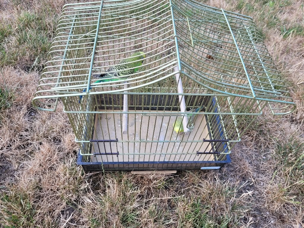 2 groene en 2 blauwe grasparkieten, Parkiet