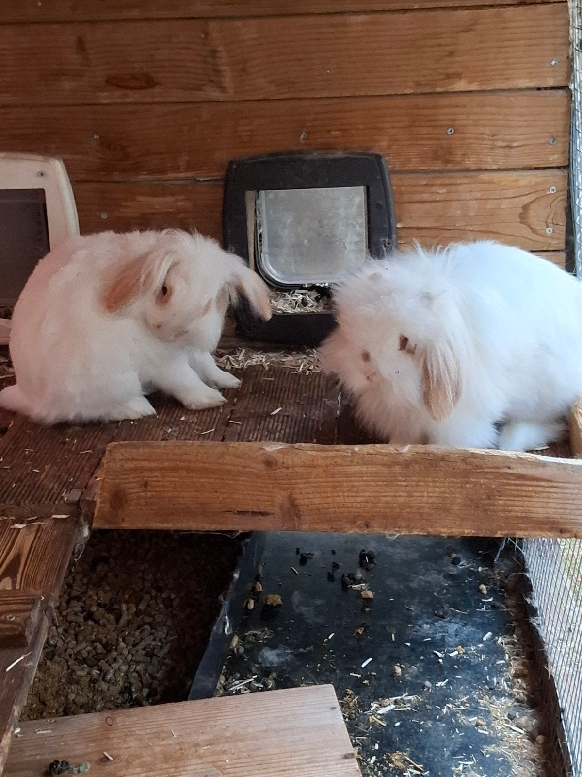 Gratis 2 dwergkonijnen, Dieren en Toebehoren, Konijnen, Mannelijk, Klein