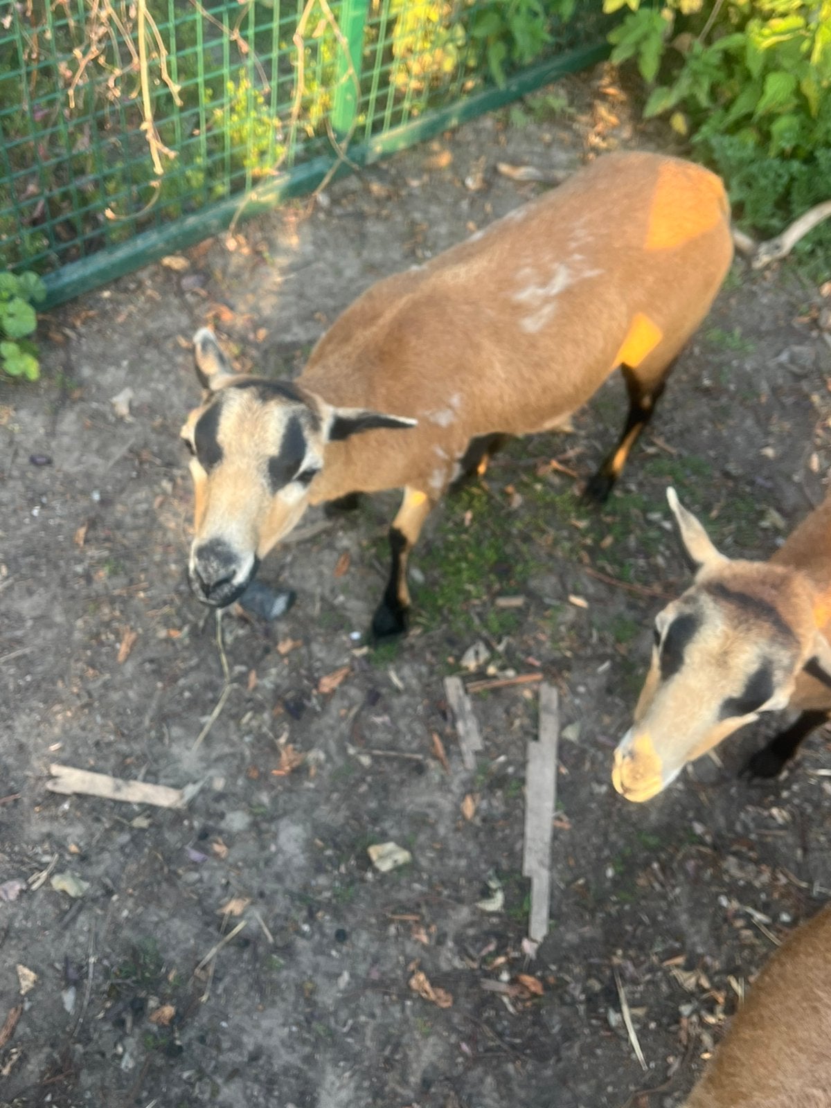 Kameroenschaap, Animaux & Accessoires, Moutons, Chèvres & Cochons