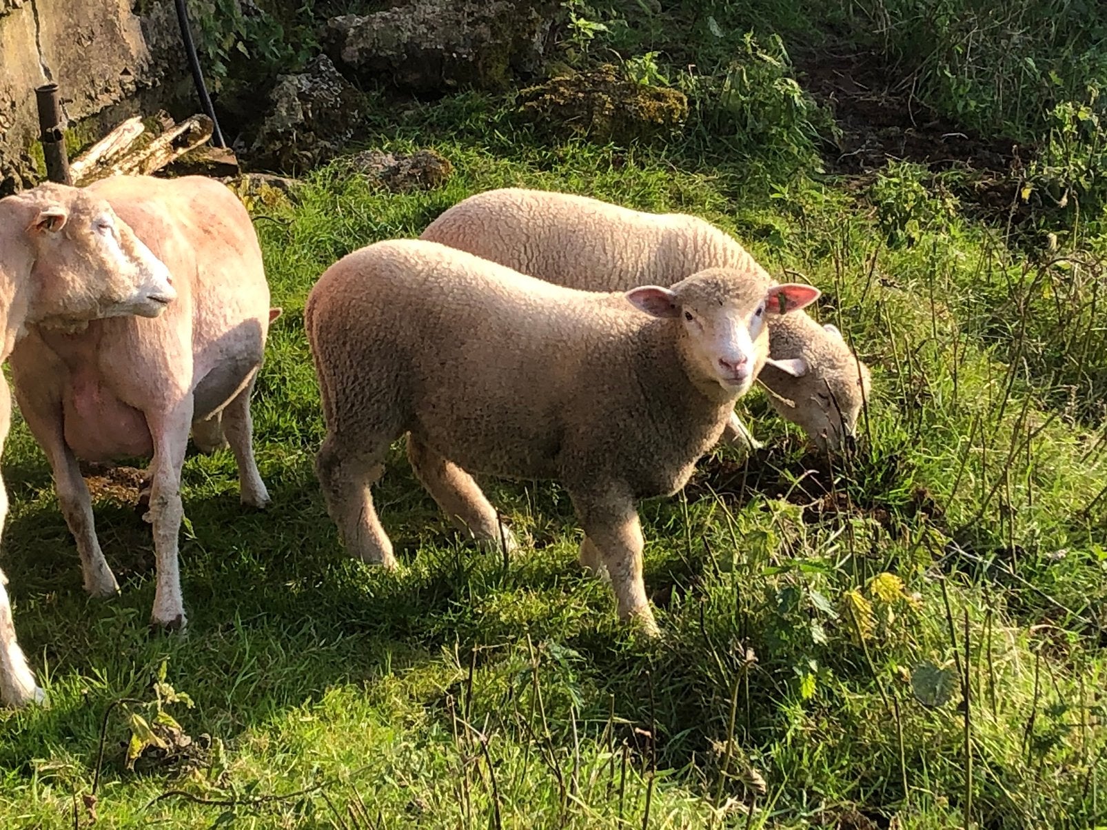 Poll dorset lammeren, Dieren en Toebehoren, Mannelijk, Schaap, 0 tot 2 jaar